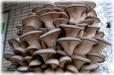 Wild ядливи гъби със снимки, имена и описания