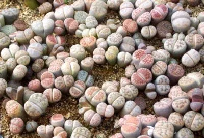 Lithops грижи и поддръжка в домашни условия (като остави на площадката) Lithops грижи и поддръжка в домашни условия