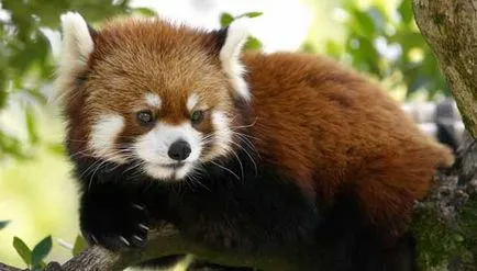 Firefox лисица с лого или червената панда