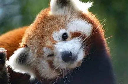 Firefox лисица с лого или червената панда