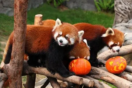 Firefox лисица с лого или червената панда