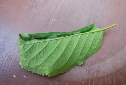 Tortricidae - как да се борим
