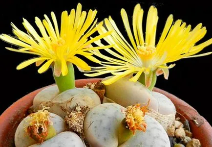 Lithops, как да се грижи за вкъщи