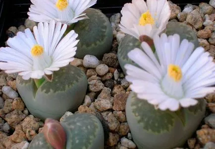 Lithops, как да се грижи за вкъщи