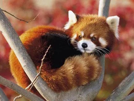 Firefox лисица с лого или червената панда