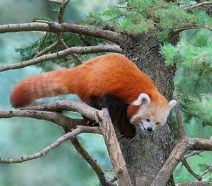 Firefox лисица с лого или червената панда