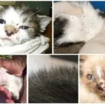 Топ Капки от бълхи за котки, котенца и котки (капки) Топ Капки от бълхи за котки, котенца и котки