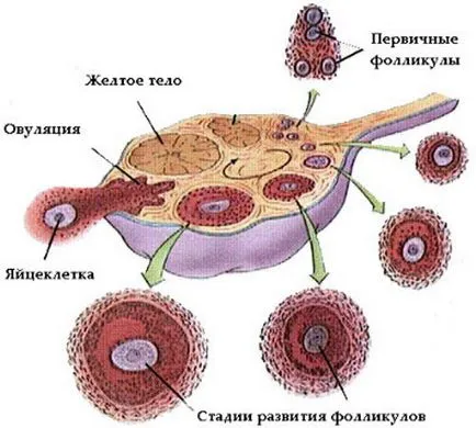 Лутеалната фаза на цикъла - в кой ден, колко трае, как да брои