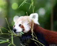 Lesser панда, червената панда (ailurus fulgens) снимки, видове площ откритие, описание на червената панда,