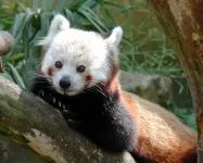 Lesser панда, червената панда (ailurus fulgens) снимки, видове площ откритие, описание на червената панда,
