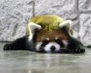 Lesser панда, червената панда (ailurus fulgens) снимки, видове площ откритие, описание на червената панда,