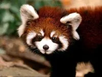Lesser панда, червената панда (ailurus fulgens) снимки, видове площ откритие, описание на червената панда,