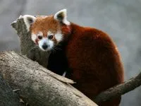 Lesser панда, червената панда (ailurus fulgens) снимки, видове площ откритие, описание на червената панда,