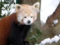 Lesser панда, червената панда (ailurus fulgens) снимки, видове площ откритие, описание на червената панда,