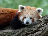 Lesser панда, червената панда (ailurus fulgens) снимки, видове площ откритие, описание на червената панда,