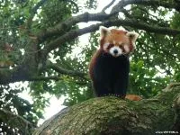 Lesser панда, червената панда (ailurus fulgens) снимки, видове площ откритие, описание на червената панда,