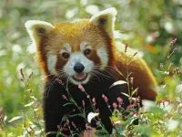 Lesser панда, червената панда (ailurus fulgens) снимки, видове площ откритие, описание на червената панда,