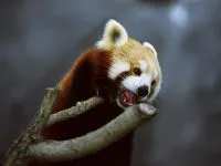Lesser панда, червената панда (ailurus fulgens) снимки, видове площ откритие, описание на червената панда,