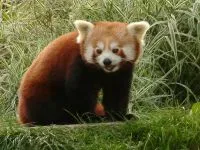 Lesser панда, червената панда (ailurus fulgens) снимки, видове площ откритие, описание на червената панда,