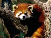 Lesser панда, червената панда (ailurus fulgens) снимки, видове площ откритие, описание на червената панда,