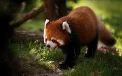 Lesser панда, червената панда (ailurus fulgens) снимки, видове площ откритие, описание на червената панда,