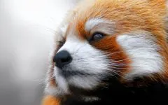 Lesser панда, червената панда (ailurus fulgens) снимки, видове площ откритие, описание на червената панда,