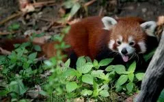 Lesser панда, червената панда (ailurus fulgens) снимки, видове площ откритие, описание на червената панда,