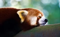 Lesser панда, червената панда (ailurus fulgens) снимки, видове площ откритие, описание на червената панда,