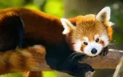 Lesser панда, червената панда (ailurus fulgens) снимки, видове площ откритие, описание на червената панда,