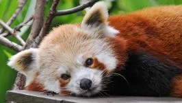 Lesser панда, червената панда (ailurus fulgens) снимки, видове площ откритие, описание на червената панда,