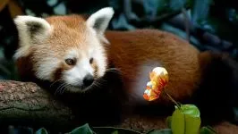 Lesser панда, червената панда (ailurus fulgens) снимки, видове площ откритие, описание на червената панда,