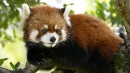 Lesser панда, червената панда (ailurus fulgens) снимки, видове площ откритие, описание на червената панда,