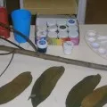 Майсторски клас 