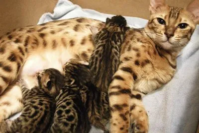 Майчина инстинкт на котките
