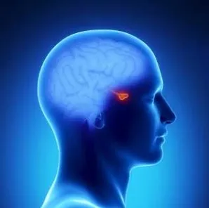 Microadenoma хипофизата симптоми и лечение за жените и мъжете