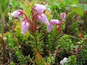 Microadenoma хипофизата симптоми и лечение за жените и мъжете