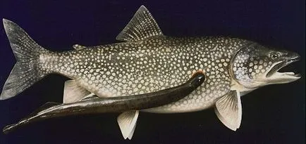 Минога, животински енциклопедия