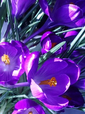 Многогодишно растение минзухар снимка и описание на сортовете, засаждане и грижи за минзухари