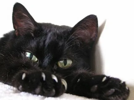 Може ли котката и котката ходи в една тава