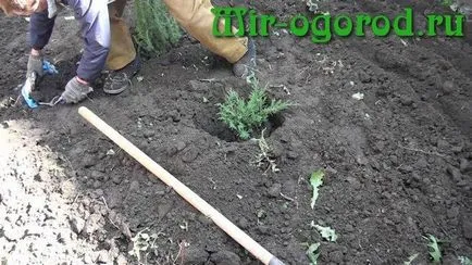 отглеждане и грижа Juniper