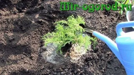 отглеждане и грижа Juniper