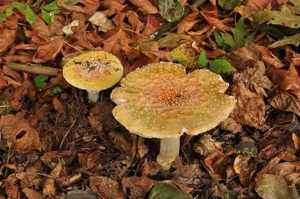 Amanita описание, видове и снимки