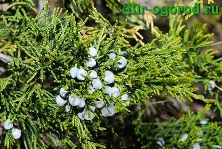 отглеждане и грижа Juniper