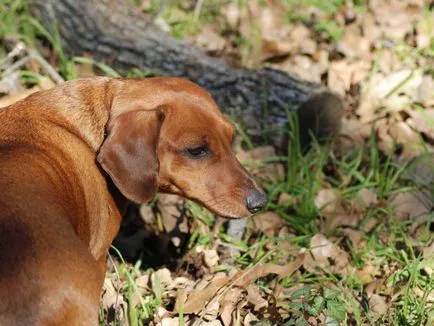 Szopornyica kutyáknál tünetek módon a fertőzés kezelésére