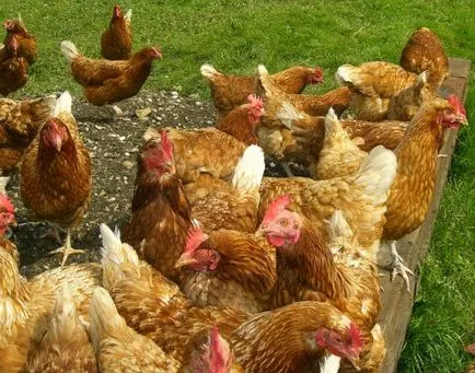 Csirkék Peck egymást a vér nem, a kezelés
