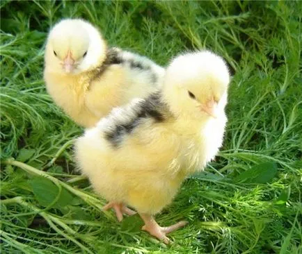 Csirkék Peck egymást a vér nem, a kezelés