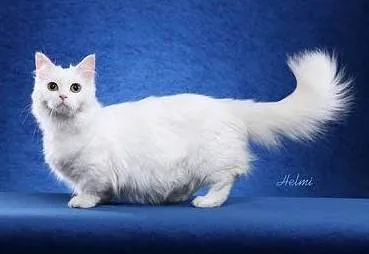 Наполеон снимка Наполеон джудже котка порода история екскреция Персийска котка Munchkin външен (Наполеон) Наполеон снимка Наполеон джуджета котки, история развъждане порода Персийска котка Munchkin външен вид