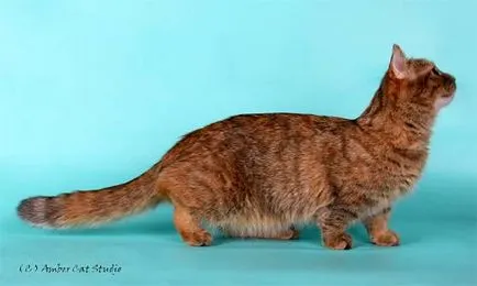Наполеон снимка Наполеон джудже котка порода история екскреция Персийска котка Munchkin външен (джудже) Наполеон снимка Наполеон джуджета котки, история развъждане порода Персийска котка Munchkin външен вид