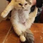 Безскрупулен селекционера котки Марина Gurylova - сайт за котки ''