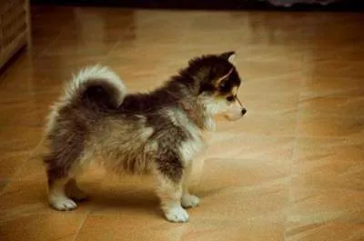 Необичайни куче, родено от чифтосване